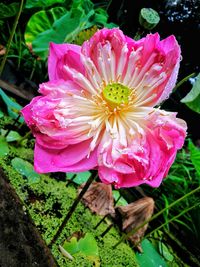 Close-up of pink flower blooming outdoors