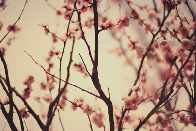 Low angle view of pink flowers blooming on tree