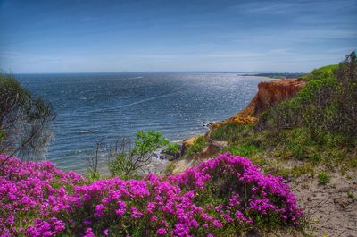 Close-up of pink flowers by sea against sky