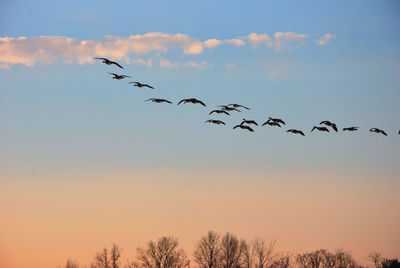 Low angle view of silhouette birds flying against sky
