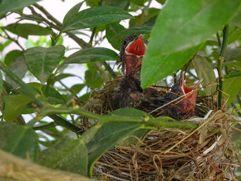 Close-up of bird on tree