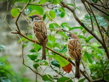 Bird perching on leaf