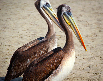 Close-up of birds on beach