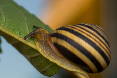 Close-up of insect on leaf