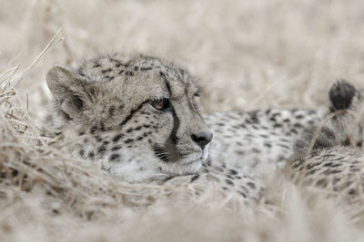 Close-up of a cat resting on field