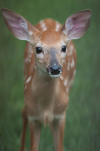 Whitetail deer fawn visiting my home in pennsylvania