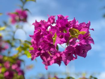 Close-up of pink flowering plant against sky