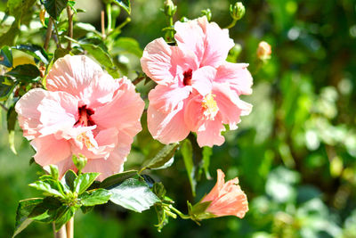 Close-up of pink flowering plant