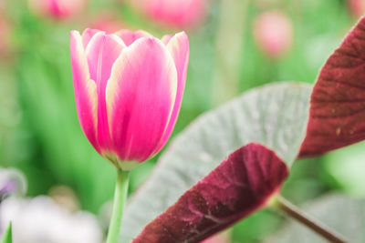 Close-up of pink flowering plant