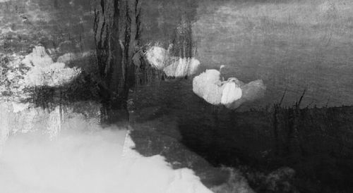 Scenic view of forest