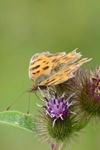 Close-up of butterfly pollinating on thistle