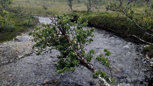 High angle view of plants growing in river