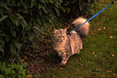 Cat standing on field wearing lead