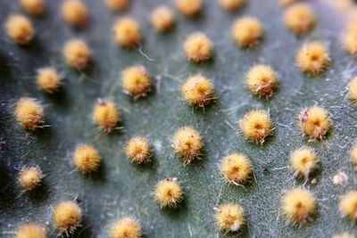 Full frame shot of cactus plants