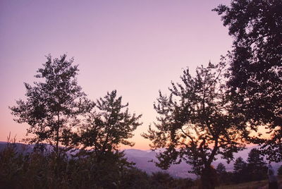 Low angle view of silhouette tree against sky at sunset