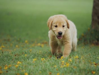 Puppy walking on grassy field