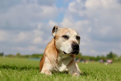 Close-up portrait of dog on field against sky