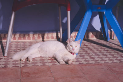 Cat lying on tiled floor