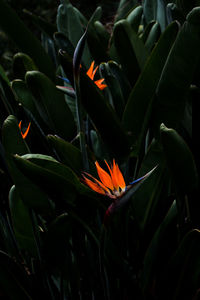 Close-up of orange flower