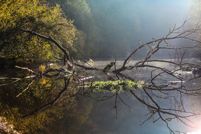 Bare tree by lake against sky