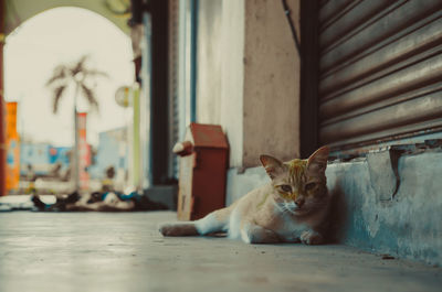 Portrait of cat sitting on floor