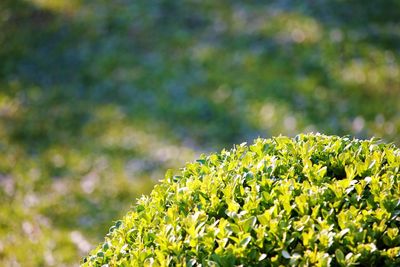 Close-up of fresh green plant