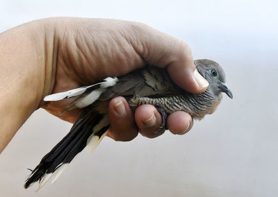 Close-up of hand holding bird