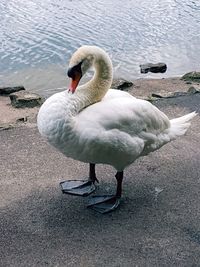 Close-up of swan swimming on lake