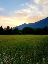 Scenic view of field against sky during sunset