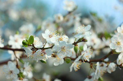 Close-up of white cherry blossom tree