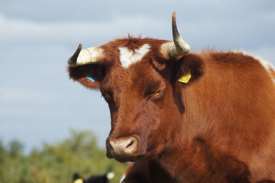 Close-up of a cow