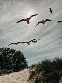 Low angle view of seagulls flying