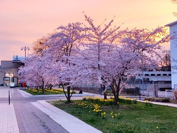 Cherry blossom tree in park