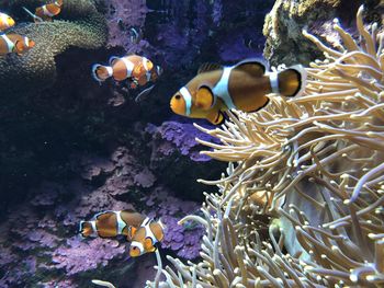 Fish swimming in sea