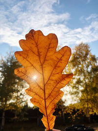 Close-up of dried leaf against orange sky