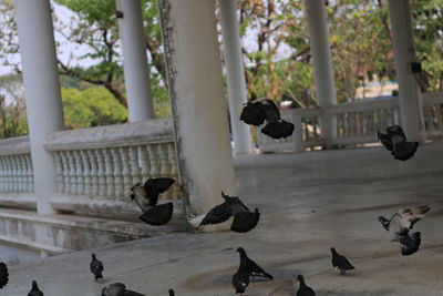 Pigeons flying