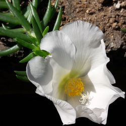 Close-up of white flower blooming outdoors