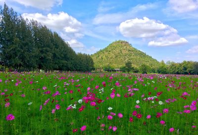 Flowers blooming on field against sky