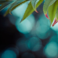 Close-up of plant