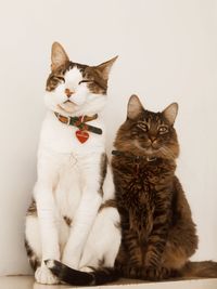 Portrait of cats sitting against gray background