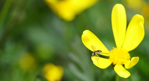 Close-up of insect on yellow flower