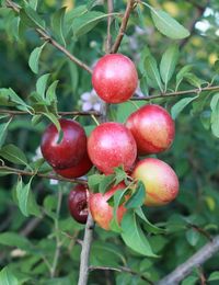 Close-up of red berries growing on tree