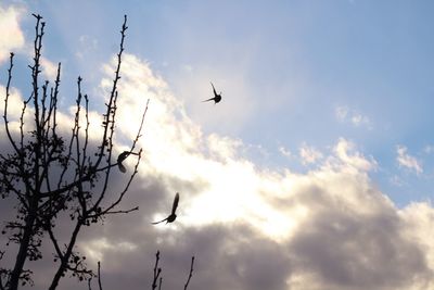 Low angle view of birds flying against sky