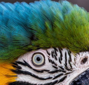 Close-up of peacock