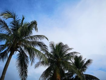 Low angle view of palm trees against sky