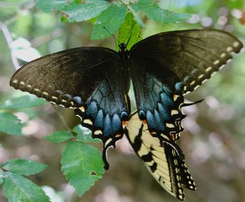 Close-up of butterfly pollinating flower