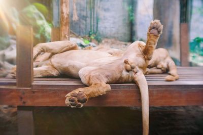 Cat sleeping in a zoo