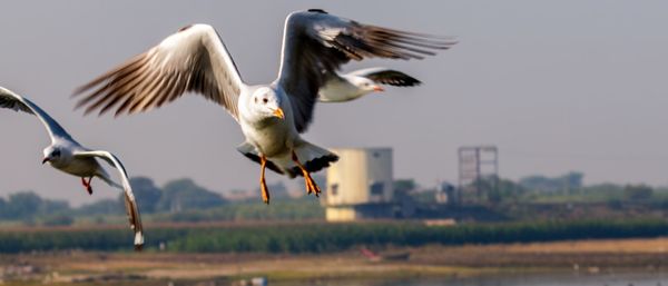 Birds flying in the sky