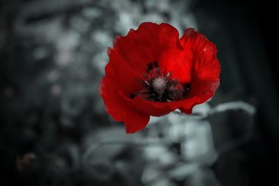 Close-up of red poppy flower