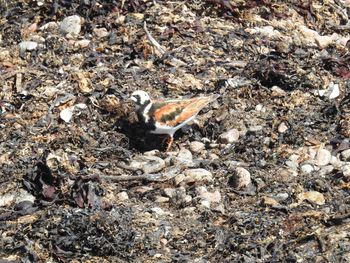 High angle view of bird